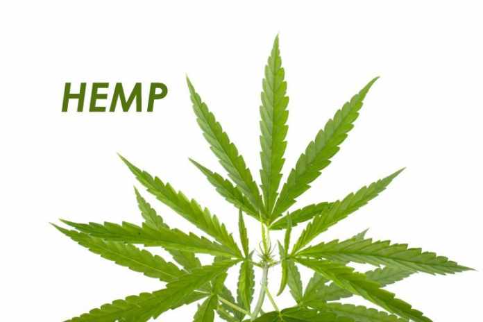 What is Hemp