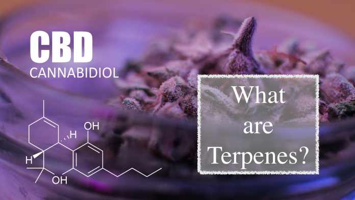 How To Grow Huge Marijuana Buds. Marijuana Buds Harvest Terpenes In CBD Flowers