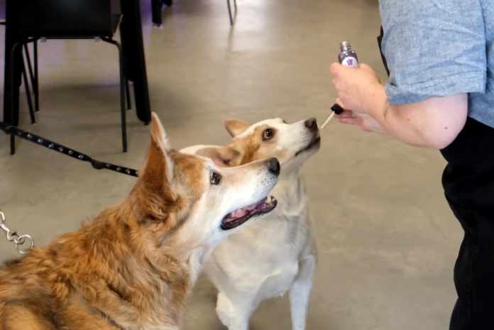 dogs+2 Animals Be Treated With CBD
