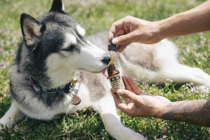 CBD-Öl-für-Hunde-2