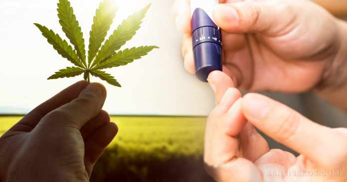 Top-5-benefits-cannabis-diabetes-scaled