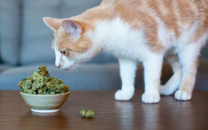 olio-cbd-gatti