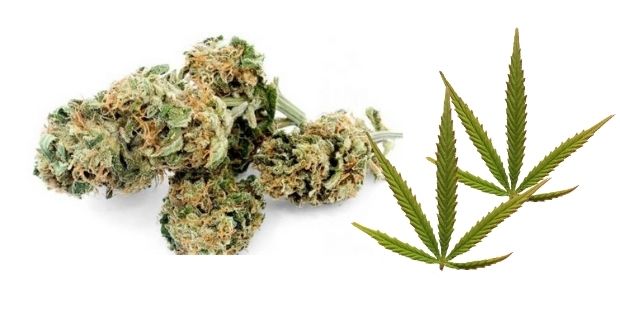 pollen-cbd-legal