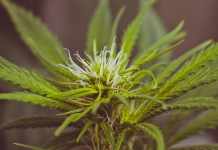 Red social de negocios de cannabis