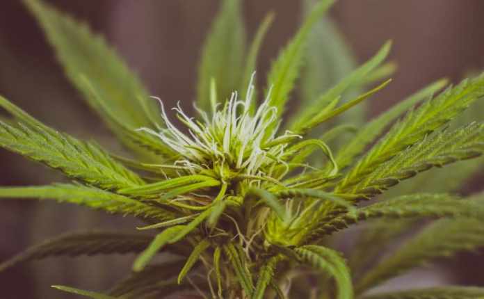 terpeni-nei-fiori-di-cannabis