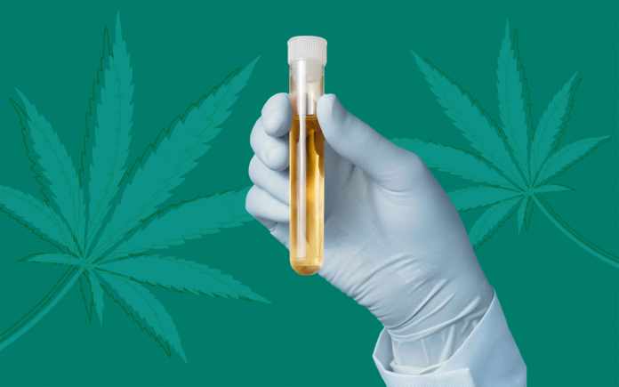 cbd-indrug-tests-marijuana-cannabis