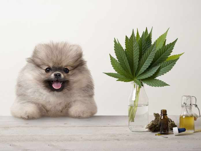 cbd-pour-animaux-chien-anxieux-traitement-cannabis-calmant
