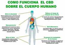 Efectos secundarios del aceite de cannabidiol