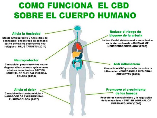 efectos-adversos-cbd-eurogrow