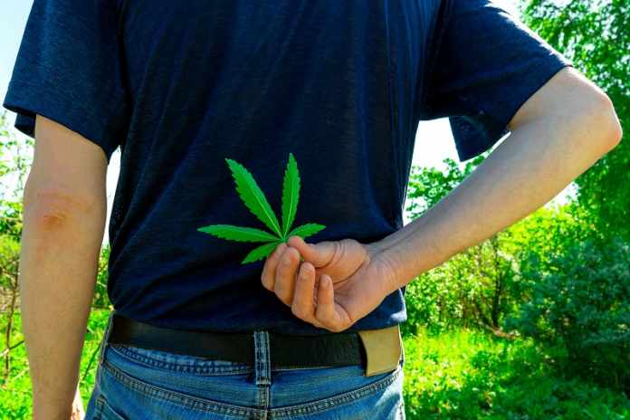 a young man stands with his back and holds in his hand behind him a leaf of marijuana, cannabis. smoking marijuana. prohibited and hazardous plants.