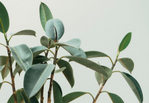 A Complete Guide to Ethnobotanicals bioactive compounds