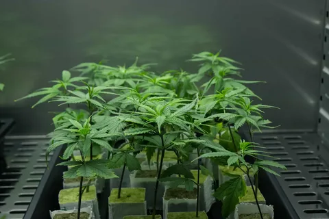 Growing Cannabis