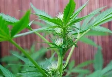 The Rising Popularity of Hemp Flower: What You Need to Know